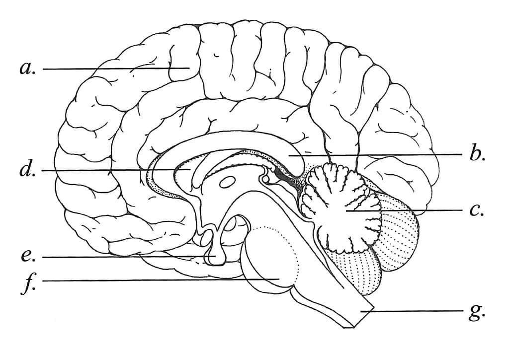 Cerebrella Best Ai Diagram Generator Free