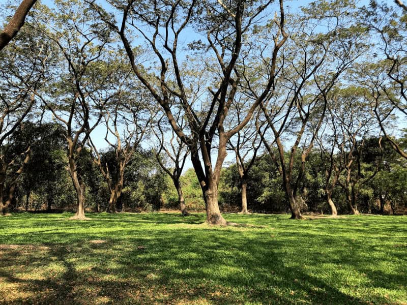 Random Forest