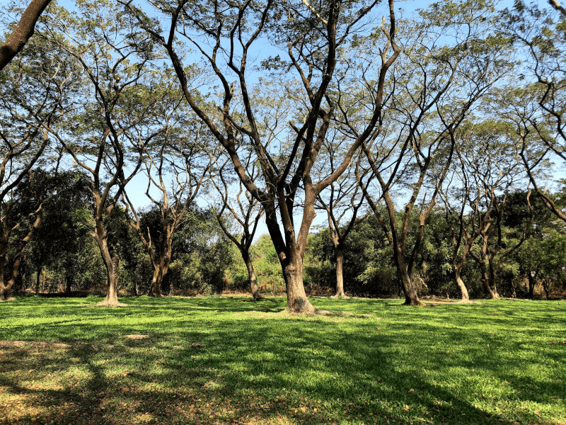 Random Forest
