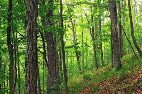 Isolation Forest