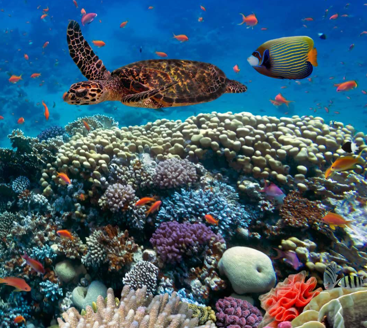 Why Biodiversity Matters